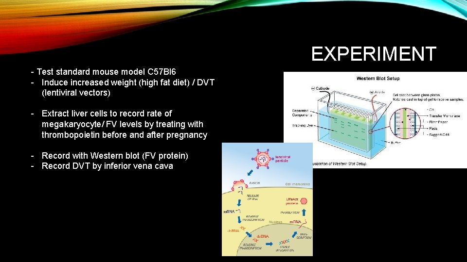EXPERIMENT - Test standard mouse model C 57 Bl 6 - Induce increased weight