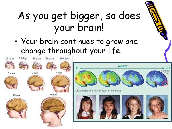 As you get bigger, so does your brain! • Your brain continues to grow