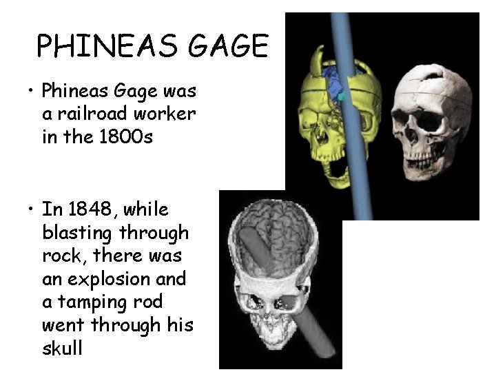 PHINEAS GAGE • Phineas Gage was a railroad worker in the 1800 s •