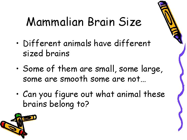Mammalian Brain Size • Different animals have different sized brains • Some of them