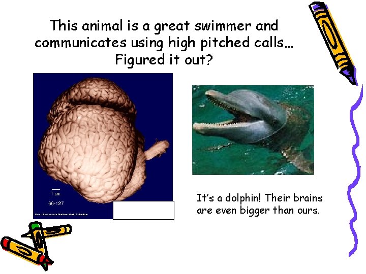 This animal is a great swimmer and communicates using high pitched calls… Figured it