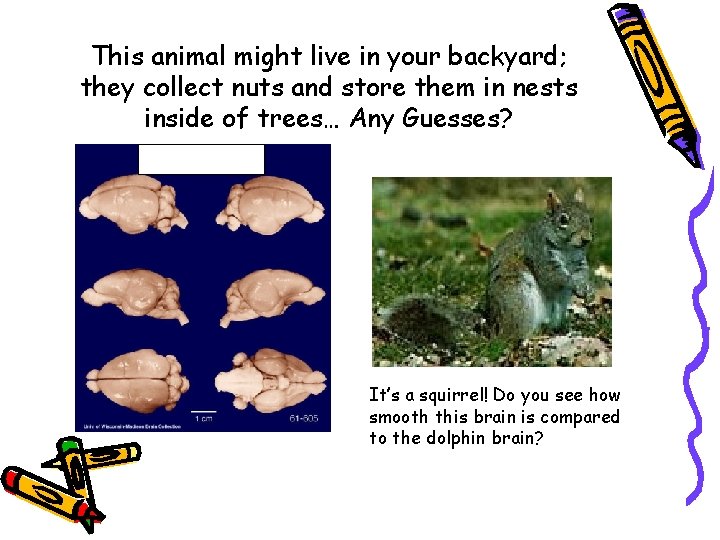 This animal might live in your backyard; they collect nuts and store them in
