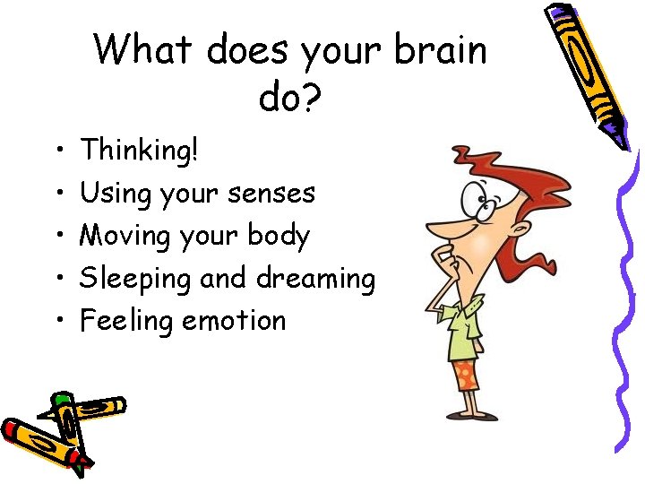 What does your brain do? • • • Thinking! Using your senses Moving your