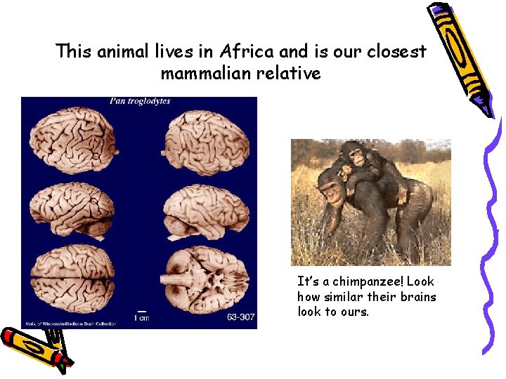 This animal lives in Africa and is our closest mammalian relative It’s a chimpanzee!