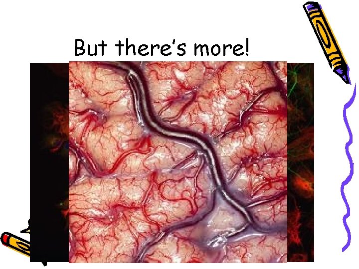 But there’s more! • The brain is also made up of lots of glial