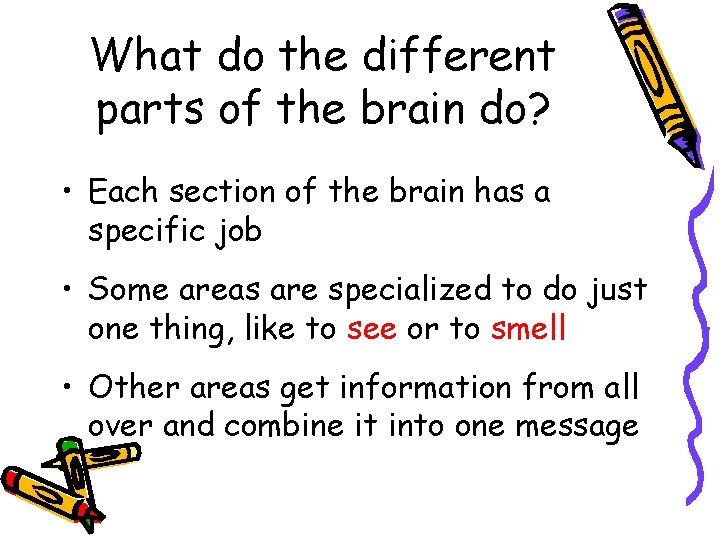 What do the different parts of the brain do? • Each section of the