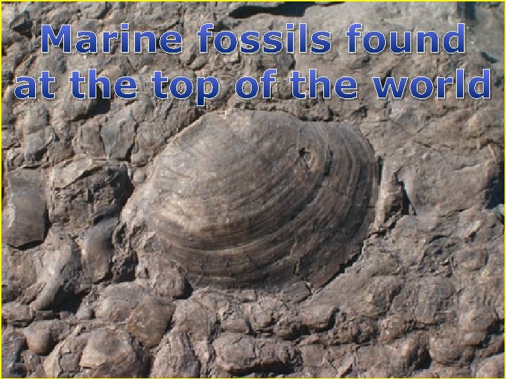 Marine fossils found at the top of the world 