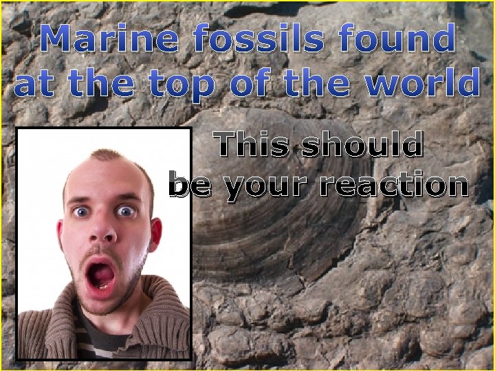 Marine fossils found at the top of the world This should be your reaction