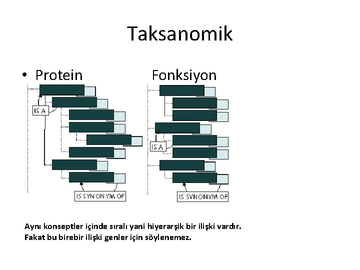 Taksanomik • Protein Fonksiyon Aynı konseptler içinde sıralı yani hiyerarşik bir ilişki vardır. Fakat