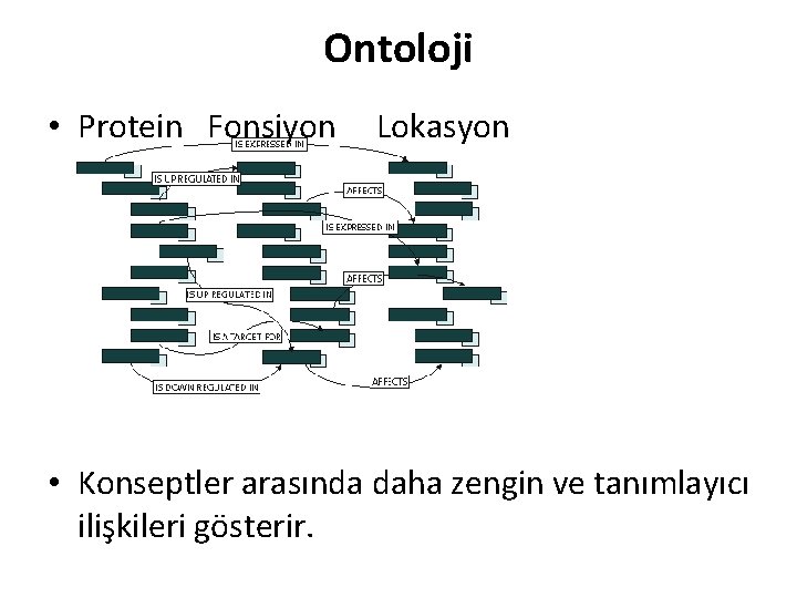 Ontoloji • Protein Fonsiyon Lokasyon • Konseptler arasında daha zengin ve tanımlayıcı ilişkileri gösterir.