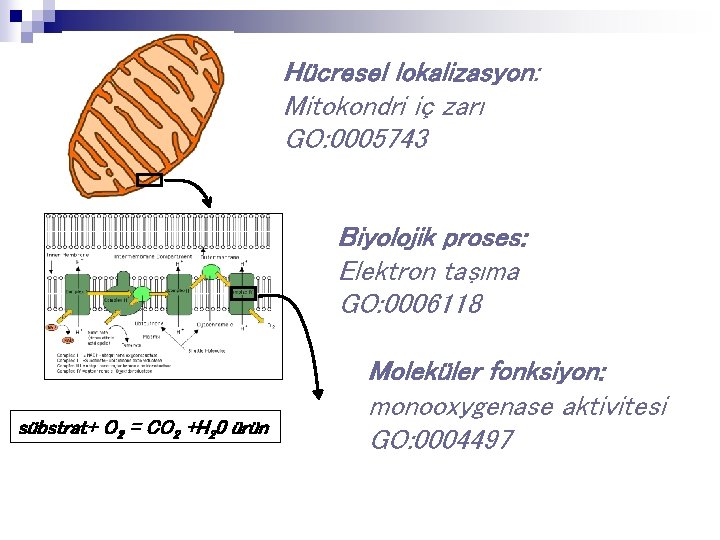 Hücresel lokalizasyon: Mitokondri iç zarı GO: 0005743 Biyolojik proses: Elektron taşıma GO: 0006118 sübstrat+