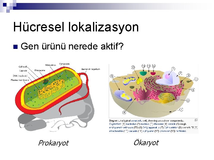 Hücresel lokalizasyon n Gen ürünü nerede aktif? Prokaryot Ökaryot 