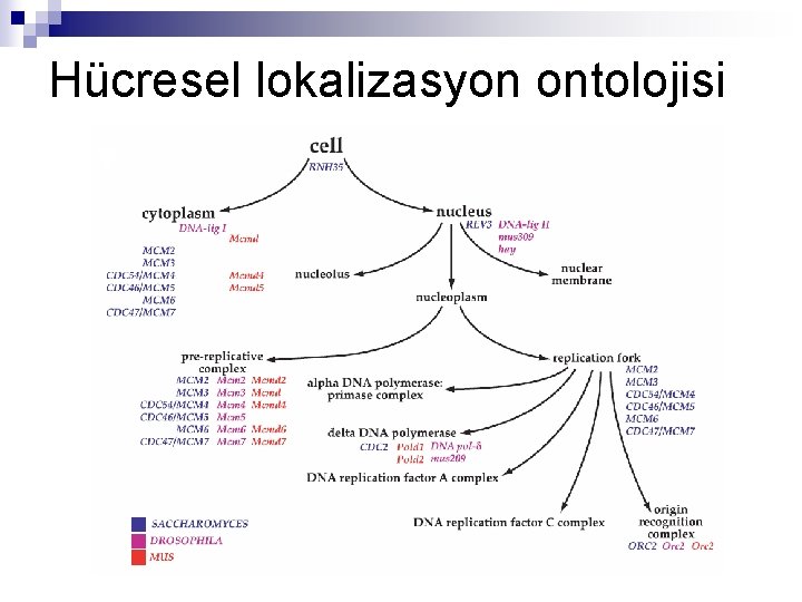 Hücresel lokalizasyon ontolojisi 