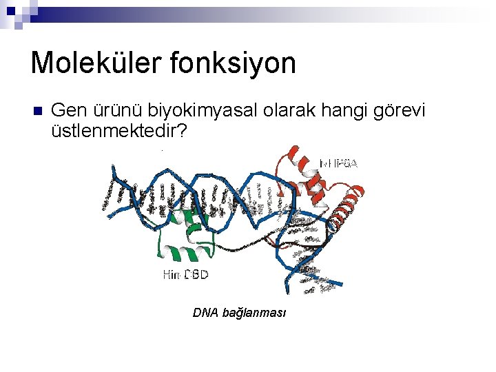 Moleküler fonksiyon n Gen ürünü biyokimyasal olarak hangi görevi üstlenmektedir? DNA bağlanması 