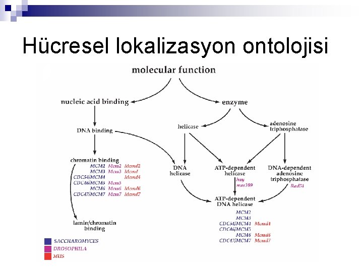 Hücresel lokalizasyon ontolojisi 