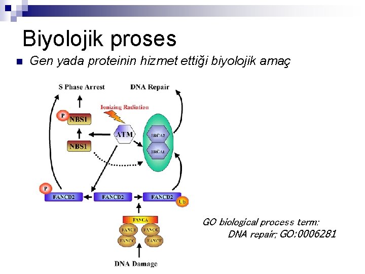 Biyolojik proses n Gen yada proteinin hizmet ettiği biyolojik amaç GO biological process term: