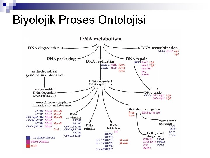 Biyolojik Proses Ontolojisi DNA metabolism fragment 