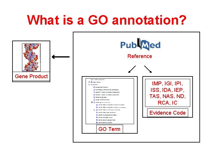 What is a GO annotation? Reference Gene Product IMP, IGI, IPI, ISS, IDA, IEP,