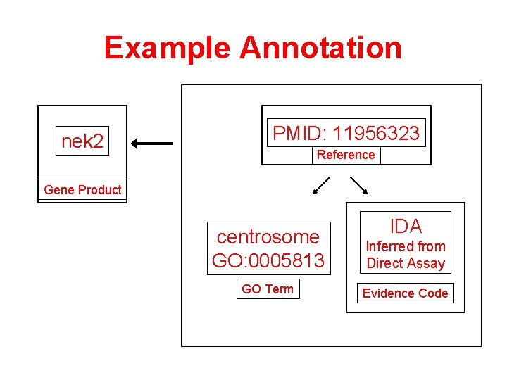 Example Annotation nek 2 PMID: 11956323 Reference Gene Product IDA centrosome GO: 0005813 Inferred