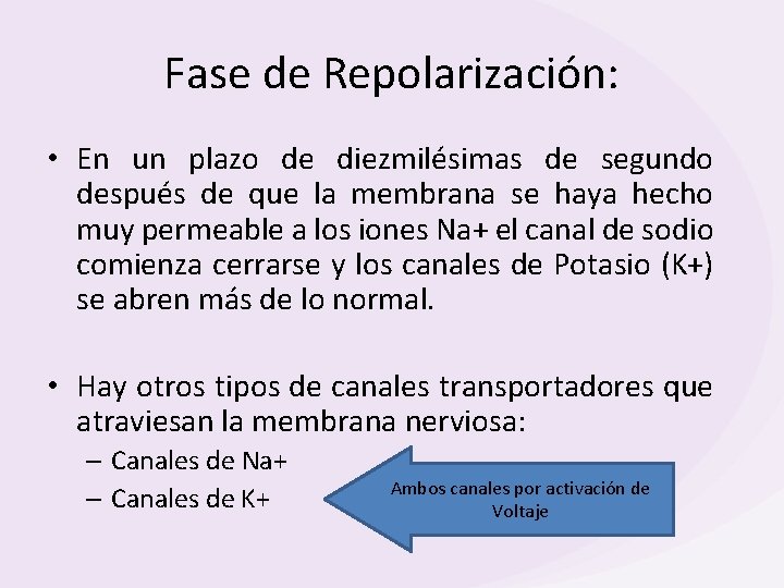 Fase de Repolarización: • En un plazo de diezmilésimas de segundo después de que