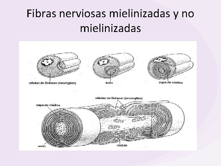 Fibras nerviosas mielinizadas y no mielinizadas 