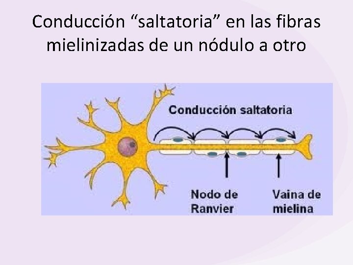 Conducción “saltatoria” en las fibras mielinizadas de un nódulo a otro 