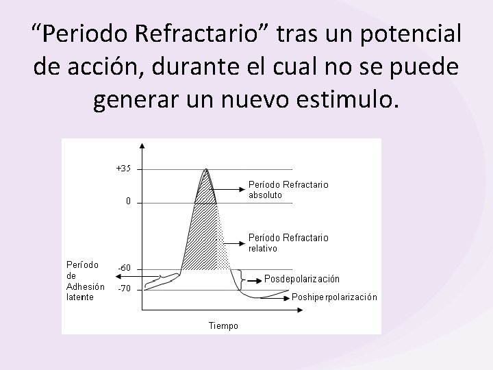 “Periodo Refractario” tras un potencial de acción, durante el cual no se puede generar