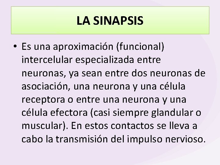 LA SINAPSIS • Es una aproximación (funcional) intercelular especializada entre neuronas, ya sean entre