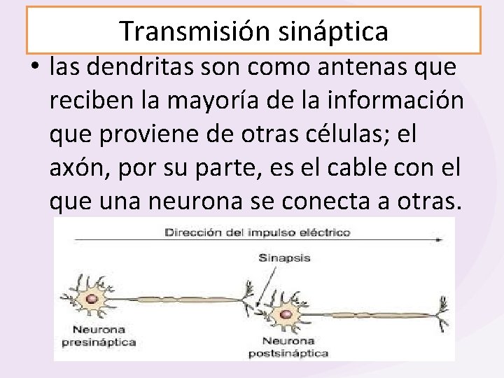 Transmisión sináptica • las dendritas son como antenas que reciben la mayoría de la