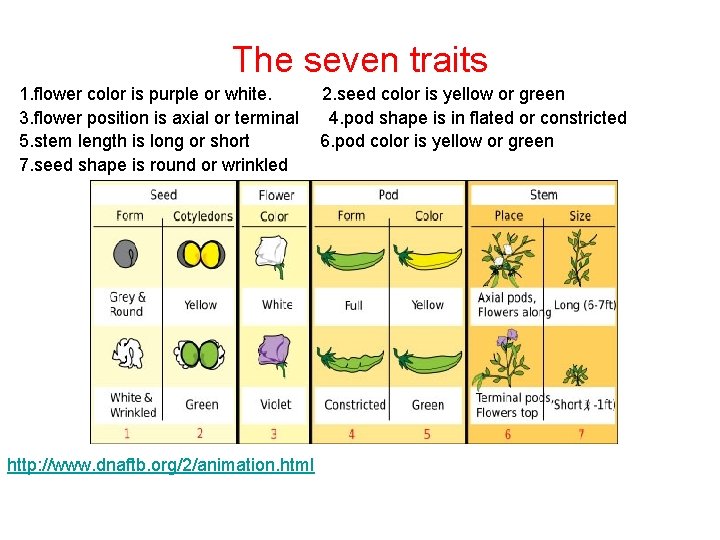 The seven traits 1. flower color is purple or white. 3. flower position is