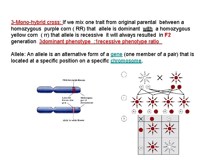 3 -Mono-hybrid cross: If we mix one trait from original parental between a homozygous