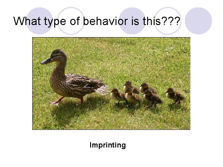 What type of behavior is this? ? ? Imprinting 