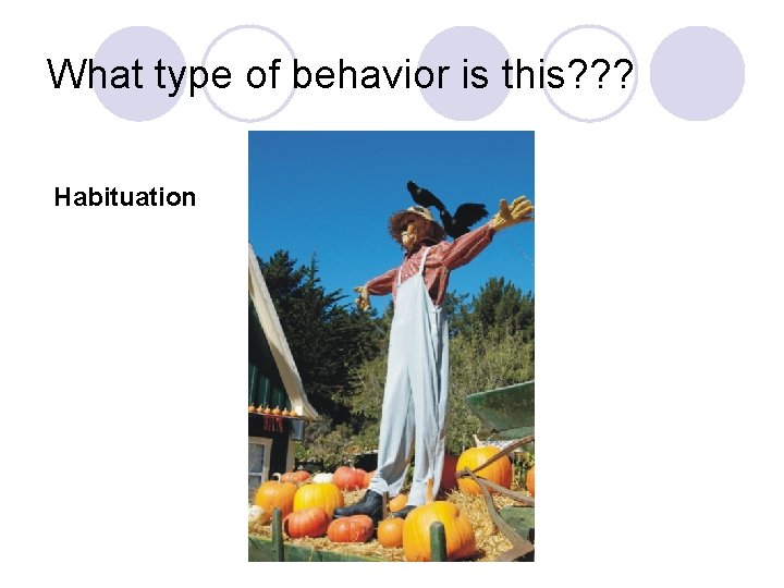What type of behavior is this? ? ? Habituation 