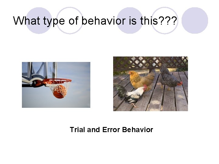 What type of behavior is this? ? ? Trial and Error Behavior 