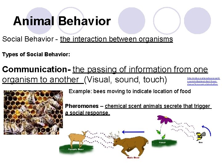 Animal Behavior Social Behavior - the interaction between organisms Types of Social Behavior: Communication-
