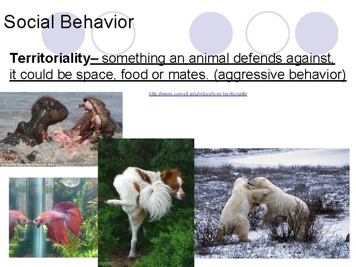 Social Behavior Territoriality– something an animal defends against, it could be space, food or