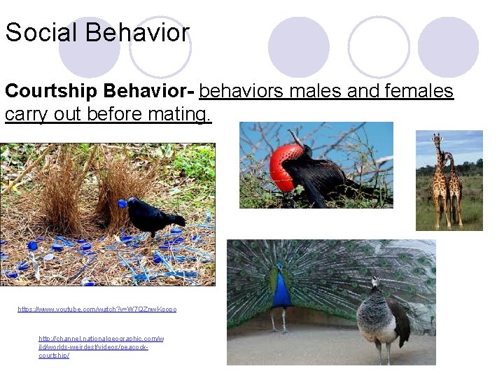 Social Behavior Courtship Behavior- behaviors males and females carry out before mating. https: //www.
