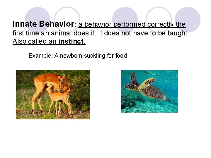 Innate Behavior: a behavior performed correctly the first time an animal does it. It