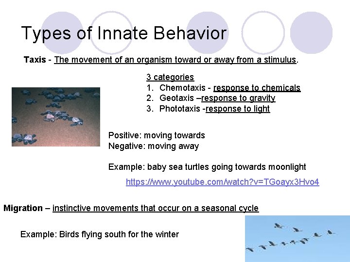 Types of Innate Behavior Taxis - The movement of an organism toward or away