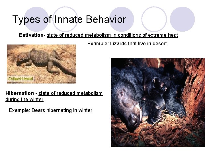Types of Innate Behavior Estivation- state of reduced metabolism in conditions of extreme heat