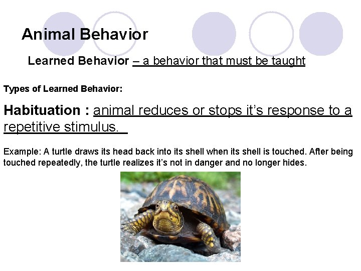 Animal Behavior Learned Behavior – a behavior that must be taught Types of Learned