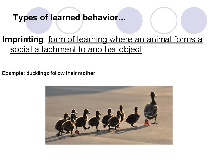 Types of learned behavior… Imprinting: form of learning where an animal forms a social