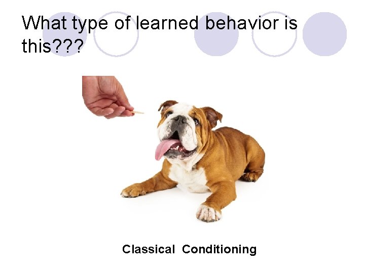 What type of learned behavior is this? ? ? Classical Conditioning 
