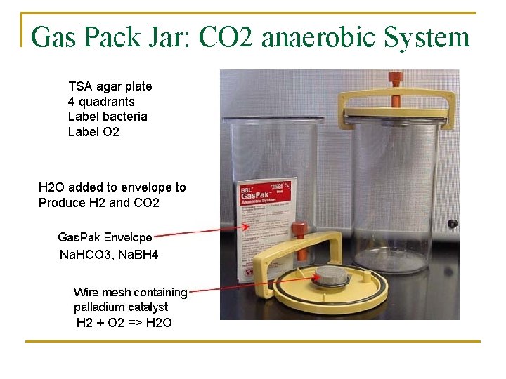 Gas Pack Jar: CO 2 anaerobic System TSA agar plate 4 quadrants Label bacteria