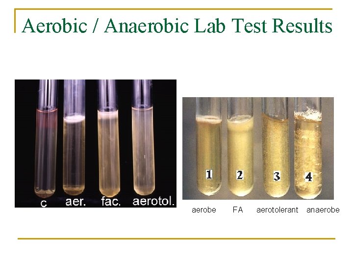 Aerobic / Anaerobic Lab Test Results aerobe FA aerotolerant anaerobe 