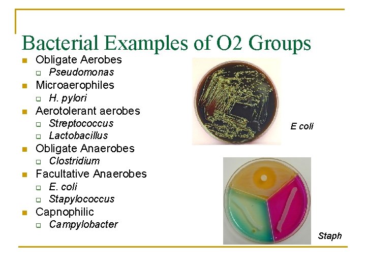 Bacterial Examples of O 2 Groups n Obligate Aerobes q n Microaerophiles q n