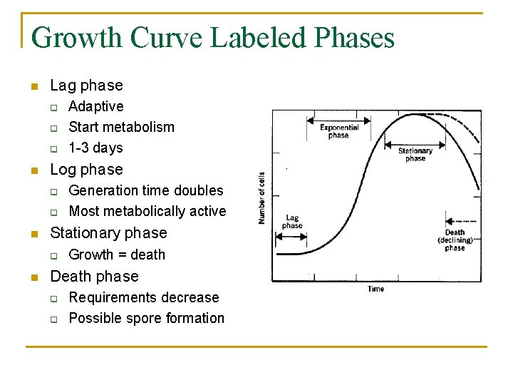 Growth Curve Labeled Phases n Lag phase q q q n Log phase q