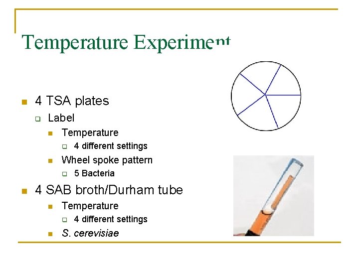 Temperature Experiment n 4 TSA plates q Label n Temperature q n Wheel spoke