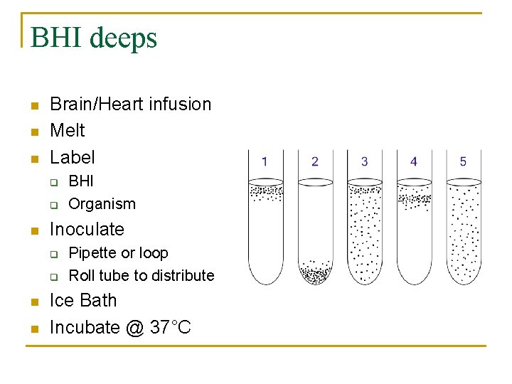 BHI deeps n n n Brain/Heart infusion Melt Label q q n Inoculate q