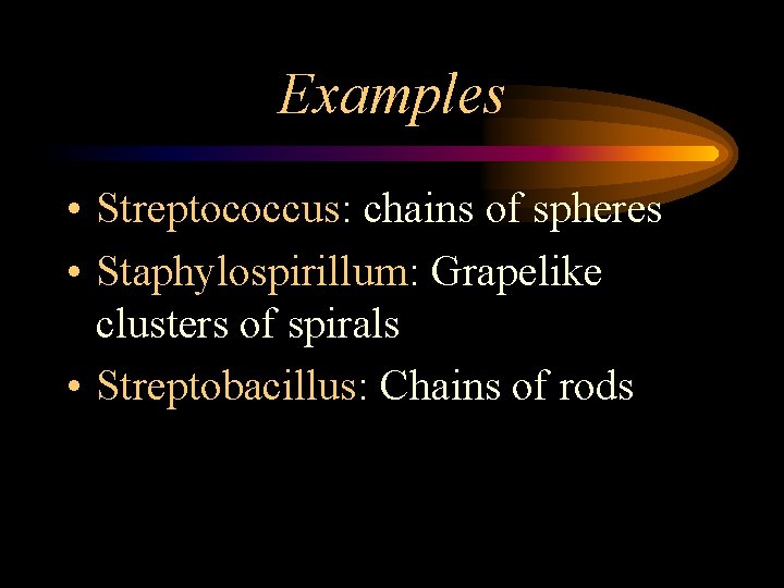 Examples • Streptococcus: chains of spheres • Staphylospirillum: Grapelike clusters of spirals • Streptobacillus: